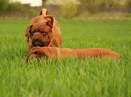 bordeaux dogs on the green meadow