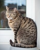 tabby cat on white window