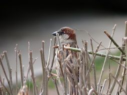 a bird behind thin branches of a bush