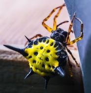tropical animal in the form of a spider