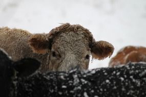 calf outdoors in winter