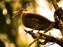 macro view of tropical bird