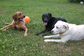 Cute, beautiful and colorful dogs play on the grass with orange ball