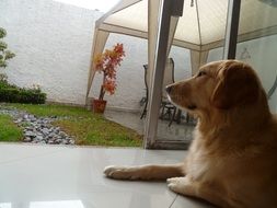 golden retriever lies on the terrace