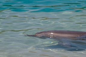 Dolphin in Water, top view