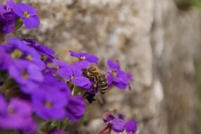 Insect on the violet flowers in spring