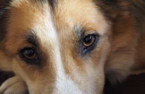 Portrait of Dog Eyes