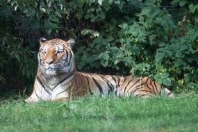 tiger lies near the green bushes