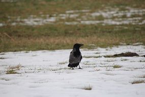 extraordinarily beautiful Raven Bird