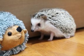 hedgehog near a soft toy
