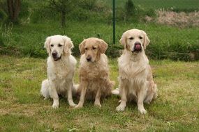 three golden retrievers