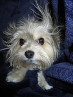 disheveled little white dog