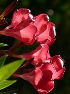 oleander flowers on dark background