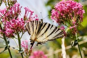 striped butterfly on a plant with pink flowers