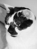 portrait of a cute domestic cat in black and white