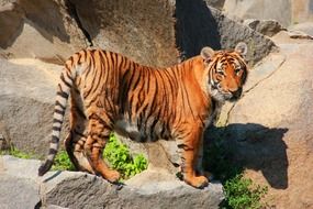 tiger is a predatory striped cat