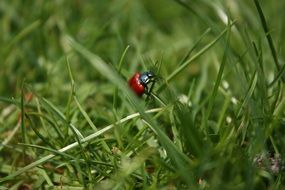 Beetle Grass