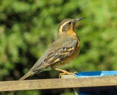 varied thrush in the wild
