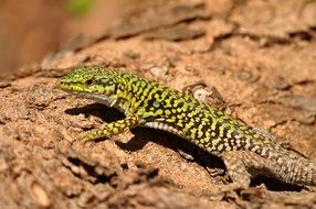 Beautiful and colorful Italian wall lizard