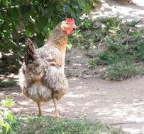 fluffy farm domestic chicken