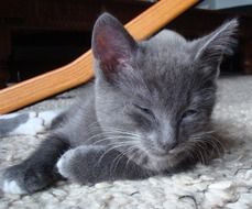 sleeping gray kitten closeup