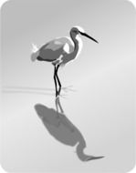 heron Bird monochrome artistic drawing