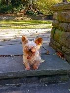 Cute brown white Yorkshire Terrier