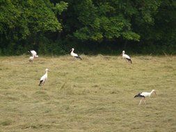 storks walk in the meadow