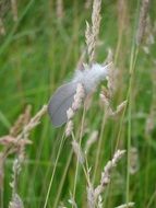grey Goose Feather