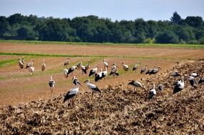 Storks on the field