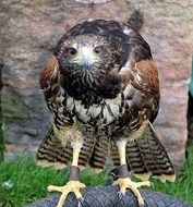 portrait of a carnivorous hawk