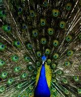 peacock tail as background