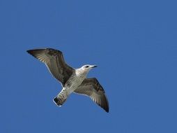 seagull in free flight in the blue sky