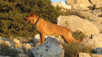 attractive Dog Alert on a rocks