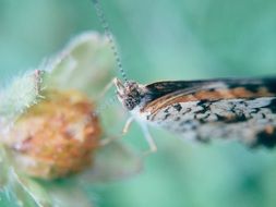 butterfly on a flower close up