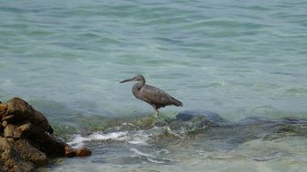 Sea bird near Rock water portrait, thailand