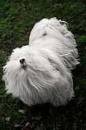 hairy white dog