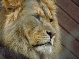 incredibly beautiful Lion
