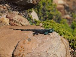 green lizard on the rock