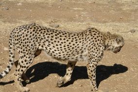 beautiful Cheetah walking on ground, africa