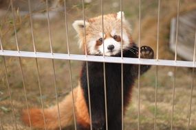 cute red panda