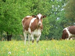 two-colored cows on a farm
