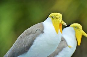 two yellow-headed Masked lapwings
