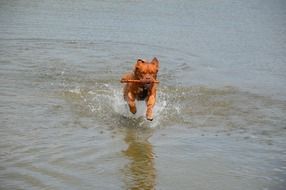 brown puppy is playing in the water