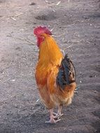 attractive Poultry Barton Cock