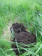 earth near mole burrow on green grass