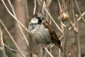 sparrow on the spring tree close-up on blurred background