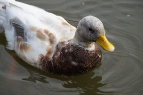 Duck Drake on the water close-up