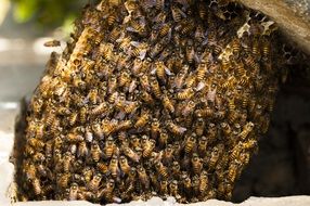 Bees Hive