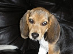 young Beagle Dog looking straight